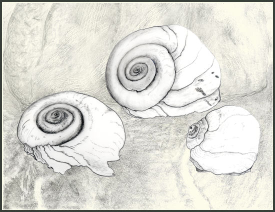 Drawing of three shells