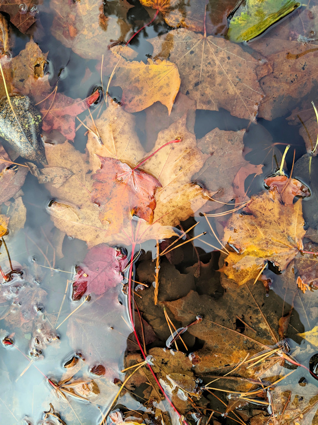 Colorful photo of leaves in water